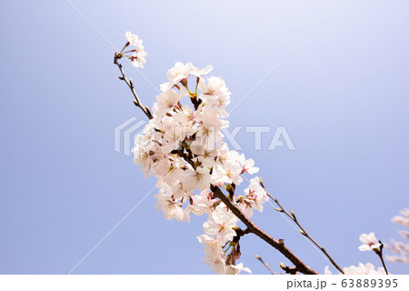 桜 63889395