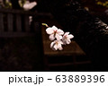 梅の花 63889396