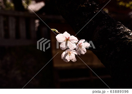 梅の花 63889396