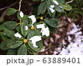 雪が残る葉 63889401