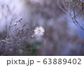 たんぽぽ 63889402