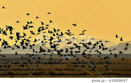 ナベヅル 渡り鳥 新しい 63889697