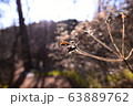 新緑 63889762