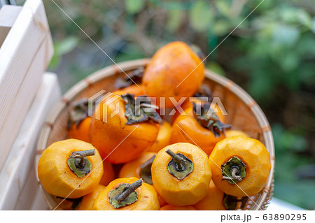 渋柿　干し柿　柿 63890295