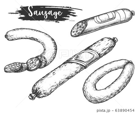 Sketches Of Polish Sausage Or Kielbasa Vectorのイラスト素材