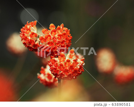 三叉の花 三叉の花 63890581