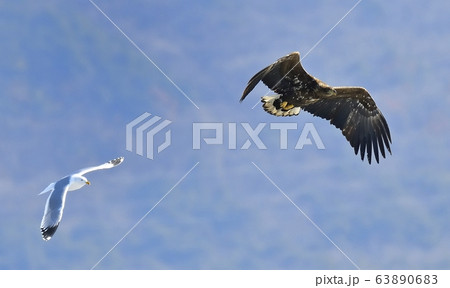 猛禽 天然記念物 野生 63890683