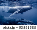 子クジラと母クジラ 63891688