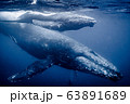 親子クジラ 63891689
