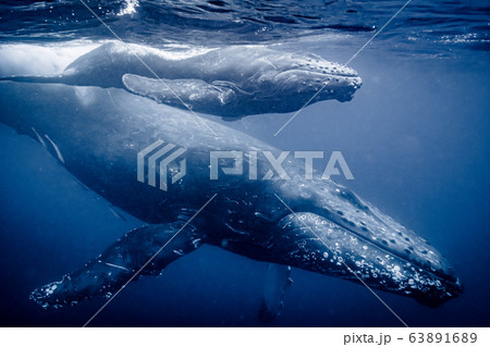 親子クジラの写真素材 6316