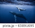 クジラ親子 63891695