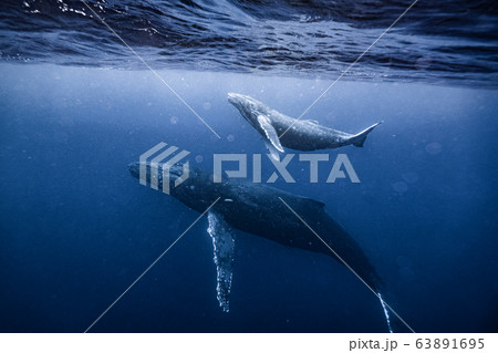 クジラ親子 63891695