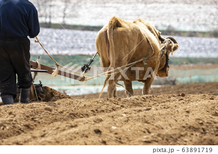 動物 伝統 牛 63891719