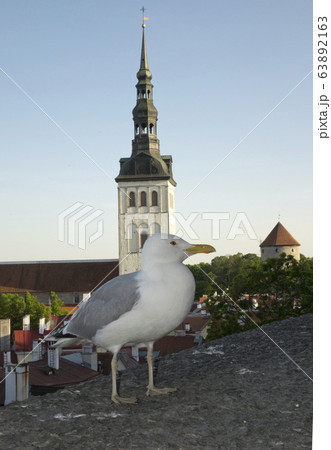 Seagull on a parapet of observation deck and the Town hall tower on a background. Tallinn. Estonia. Seagull on a parapet of observation deck and the Town hall tower on a background. Tallinn. Estonia. 63892163