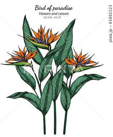Bird of paradise flower and leaf drawing illustration with line art on white backgrounds. Bird of paradise flower and leaf drawing illustration with line art on white backgrounds. 63892223