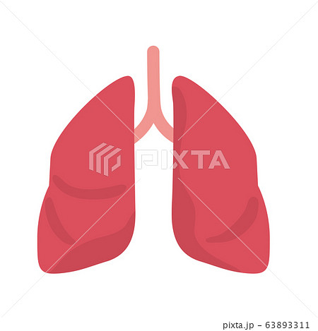 健康的な肺 イラスト 人体のイラスト素材