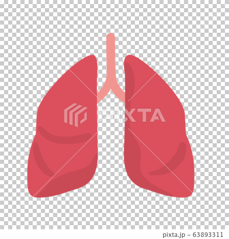 健康的肺部插圖人體 健康的肺部插圖人體 63893311