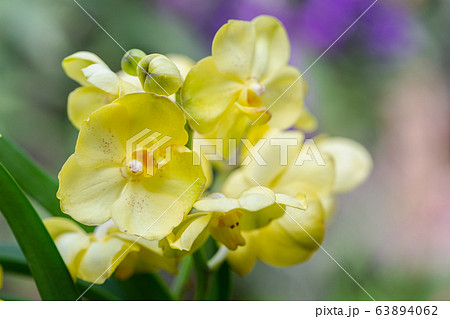 Orchid flower in orchid garden at winter or spring day 63894062