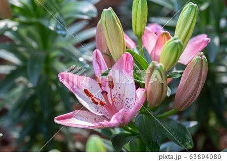Lily flower and green leaf background in garden at sunny summer or spring day. Lily Lilium hybrids. 63894080
