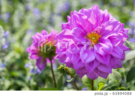 Pink flower and green leaf in garden at sunny summer or spring day 63894088