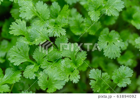 Coriander plant in vegetables garden for health, food and agriculture concept design Coriander plant in vegetables garden for health, food and agriculture concept design 63894092