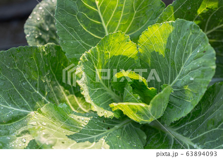 Cabbage vegetables in harvest field for health, food and agriculture concept design Cabbage vegetables in harvest field for health, food and agriculture concept design 63894093