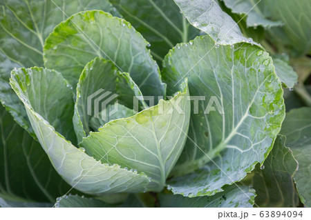 Cabbage vegetables in harvest field for health, food and agriculture concept design Cabbage vegetables in harvest field for health, food and agriculture concept design 63894094