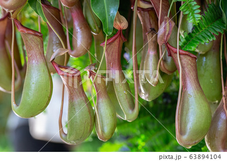 Nepenthes, Tropical pitcher plants and monkey cups (nepenthaceae) in garden. Nepenthes, Tropical pitcher plants and monkey cups (nepenthaceae) in garden. 63894104