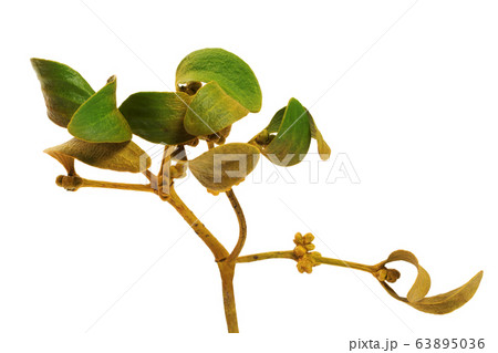 Greenish-yellow branch of european mistletoe Greenish-yellow branch of european mistletoe 63895036