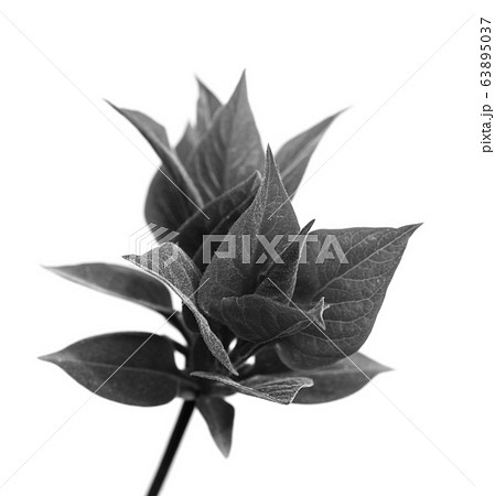 Spring twig with young leaves Spring twig with young leaves 63895037