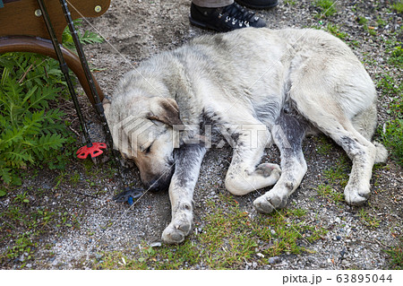 Dog sleeps on ground near trekking poles 63895044