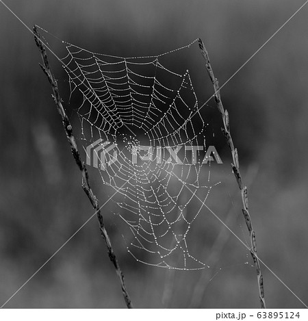 Spider web with dew drops 63895124
