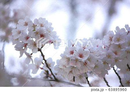 エドヒガンザクラ 63895960