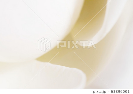 Rose flower fragment macro Rose flower fragment macro 63896001