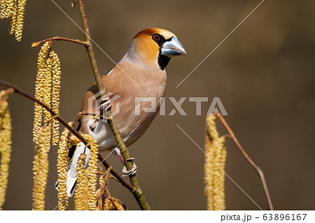 Attentive hawfinch peeking out from behind of hazel flowers on sunny spring day 63896167