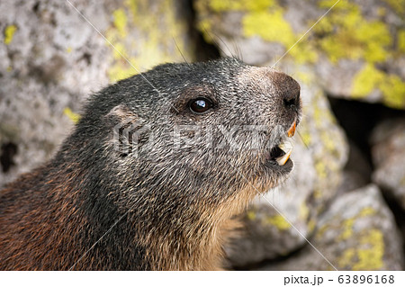 Alert alpine marmot whistling with open mouth to warn others in rocky mountains 63896168