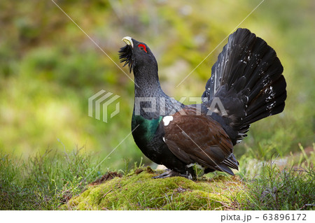 Aggressive western capercaillie male displaying with open tail in forest 63896172