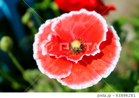 flower red poppy close-up, great design for any purposes. Colorful decoration. Spring floral background. Bright macro color. Floral ornament. Flower background. White background. 63896281