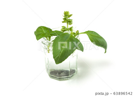 Closeup of basil leaves in a glass pot on white 63896542