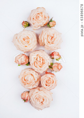 Spring background. Rose flowers on a white background. Spring background. Rose flowers on a white background. 63896678
