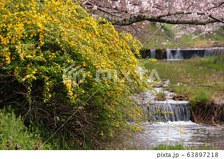 山吹と桜 63897218