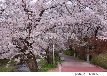 京都府井手町 玉川堤の桜並木 京都府井手町 玉川堤の桜並木 63897300