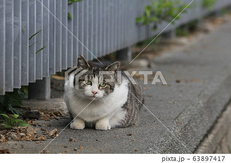 浄化センターに住んでいるはちわれ猫が柵の外に出てきて誰かを待ち箱座り 63897417