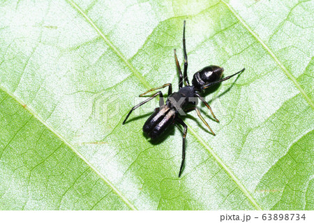 アリグモ（オス） 63898734