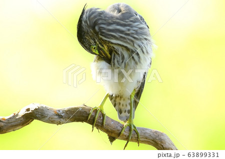 白鷺 新しい 動物 63899331