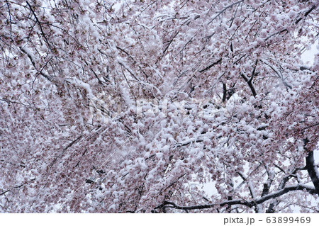 桜の花に積もる雪 桜の花に積もる雪 63899469
