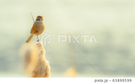 モズ 新しい 動物 63899599