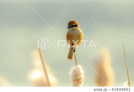 モズ 新しい 動物 63899601