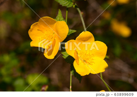山吹の花 山吹の花 63899609