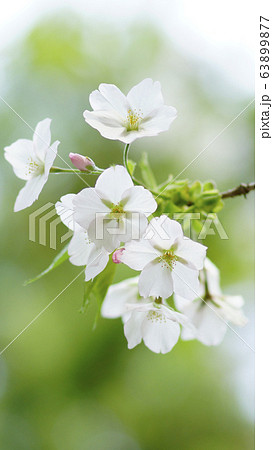 待受け画面 桜 白 画面比率16 9の写真素材